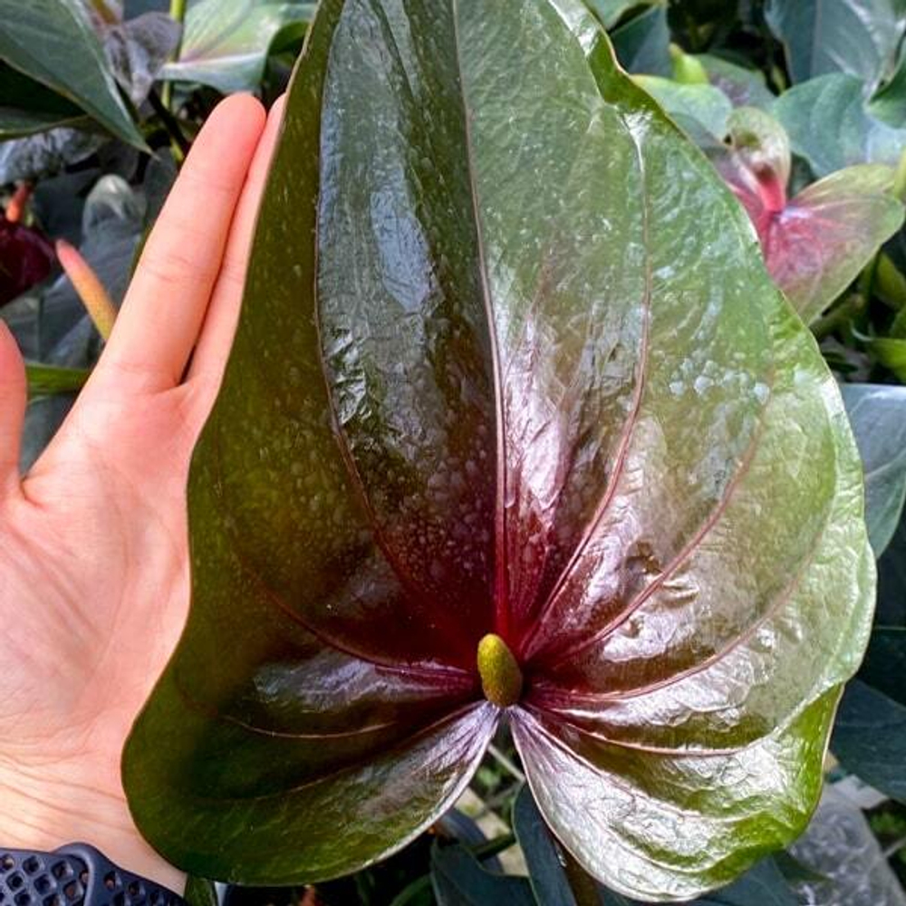 Антуриум Андре PARIS BLACK