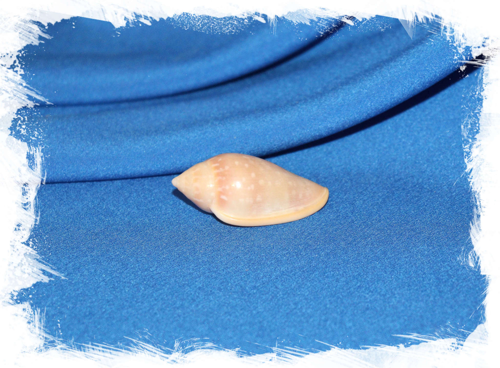 Маргинелла десжардини (Marginella desjardini)