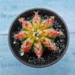 Gymnocalycium Variegata (Гимнокалициум Вариегатный)