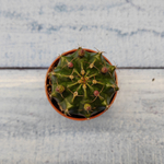Gymnocalycium Friedrichii (Гимнокалициум)
