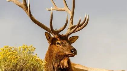 Пантогематоген