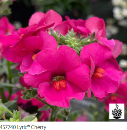 ЕВРО Немезия Lyric Cherry укорененный черенок ОКС февраль 26 Volmary