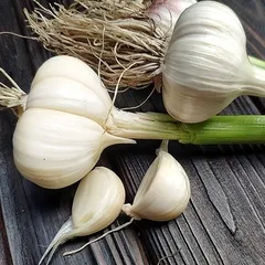 Чеснок деревенский / 1 шт Чеснок деревенский / 1 шт