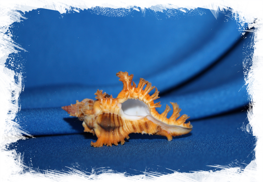 Мурекс крокатус (Chicoreus crocatus)