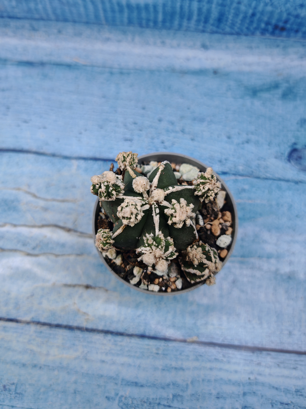 Astrophytum Myriostigma "Hakujo Fukuryu" (Астрофитум)