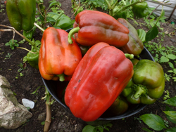 Перец Сладкий Гигантский — Big Bertha - Большая Берта