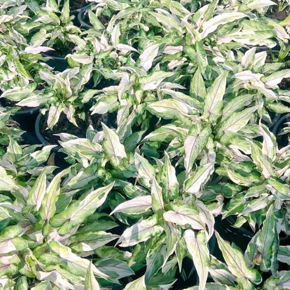 Сингониум WHITE PRINCESS