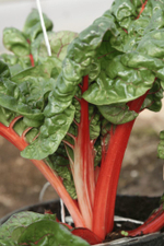 Гранат семена мангольда (Гавриш)