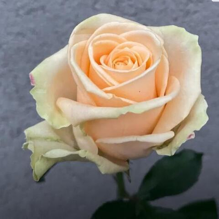 Роза чайно-гибридная Пич Аваланж