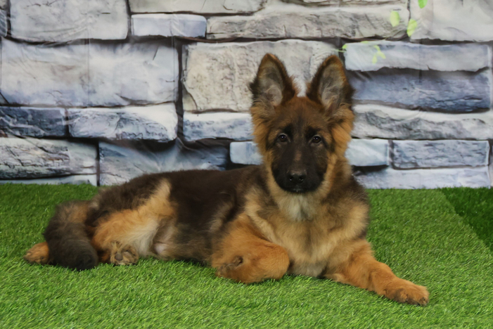 ЛЕКТОР Из Поместья Боговик