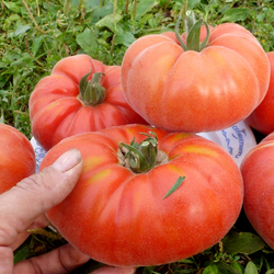 Помидоры Абрикос