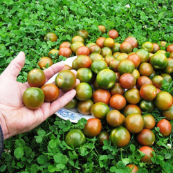 Помидоры Evil Olive - Сердитая Маслина