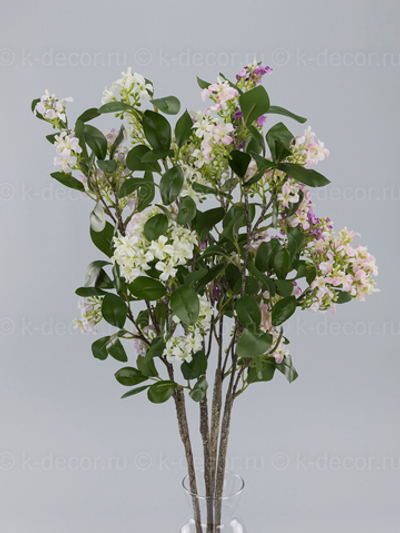 Ветка Стефанотис