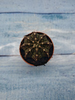 Gymnocalycium Friedrichii (Гимнокалициум)