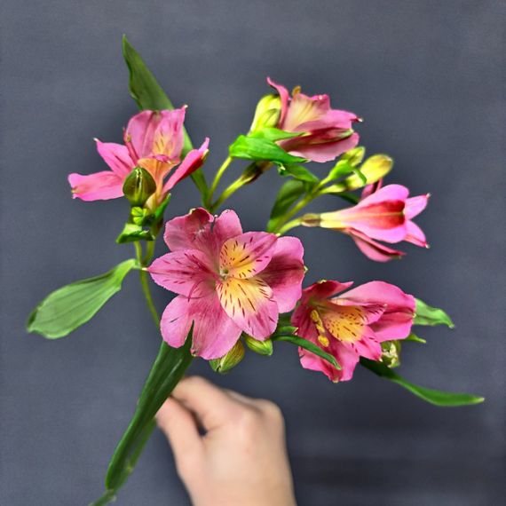 Альстромерия