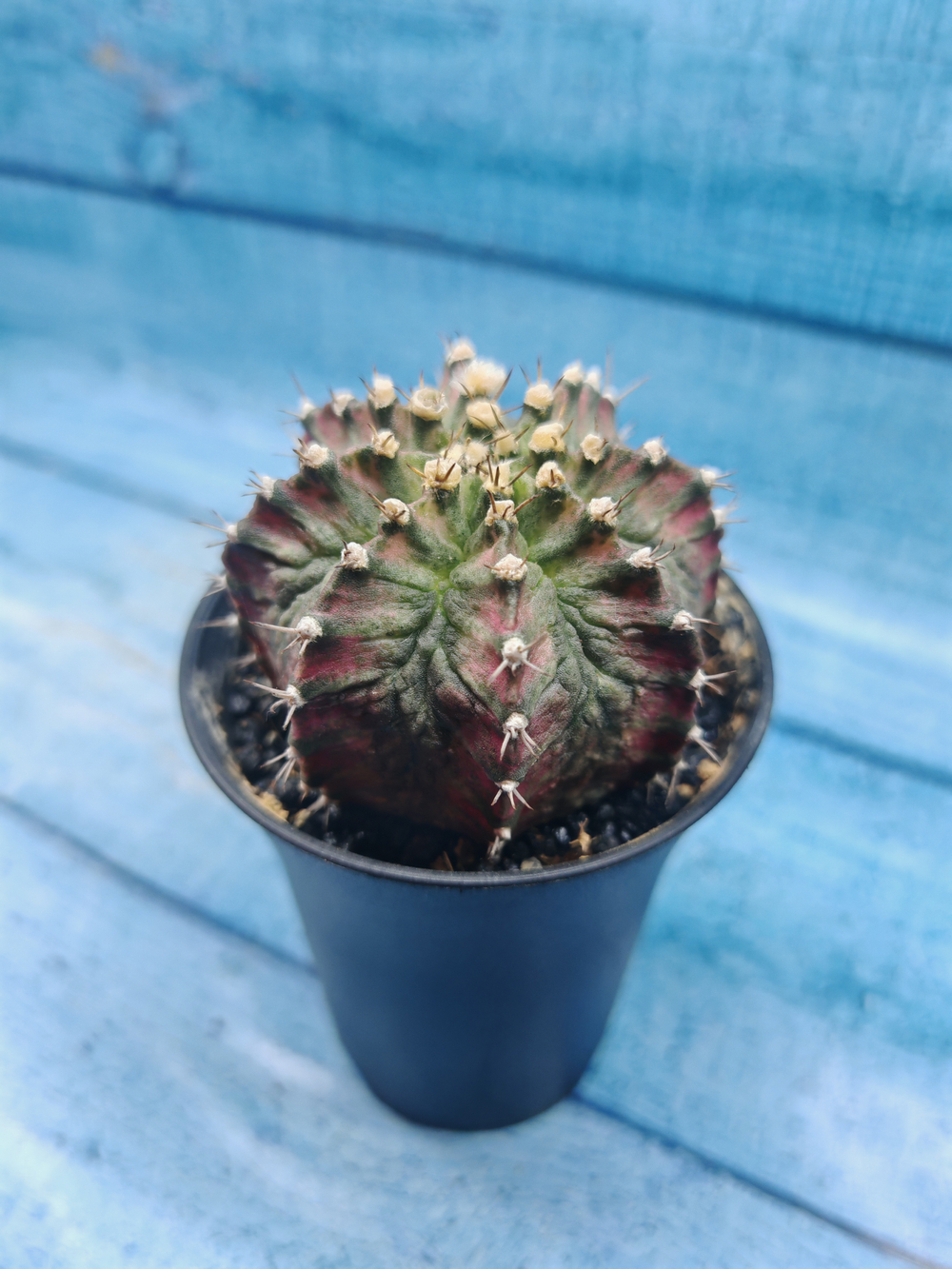 Gymnocalycium T-Rex Pink hybride (Гимнокалициум T-rex)