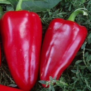 Перец сладкий Болгарец F1 500 грамм