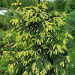 Ель обыкновенная Файнедоненсис на штамбе