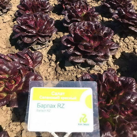 Барлах семена салата дуболистного (Rijk Zwaan / Райк Цваан) продукция
