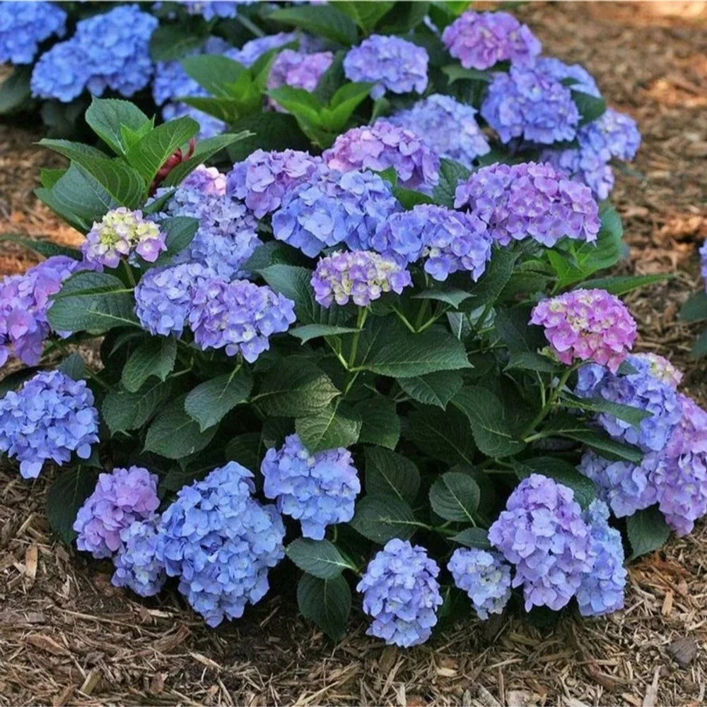 So Long Ebony /Со Лонг Эбони (Стандарт поставки Р8)2025г.