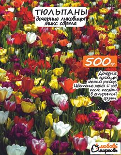 Тюльпан Луковица, дочерние, 500г