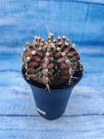 Gymnocalycium T-Rex Pink hybrid (Гимнокалициум T-rex)