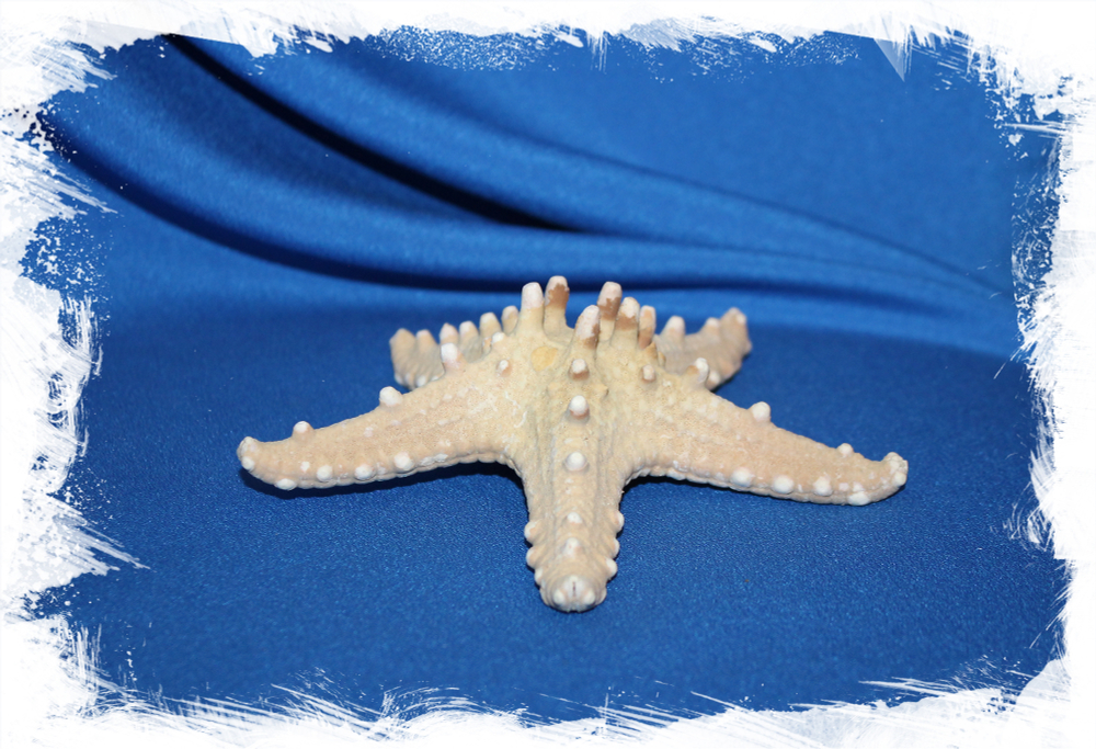 Декоративная морская звезда сушеная