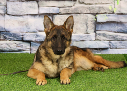 ЗОЛОТ Из Поместья Боговик - 08.04.2025 д.р.