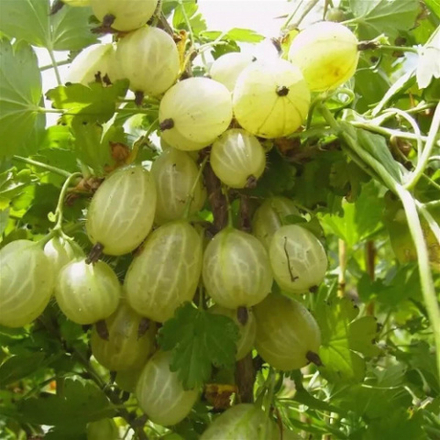 Крыжовник Гроссуляр