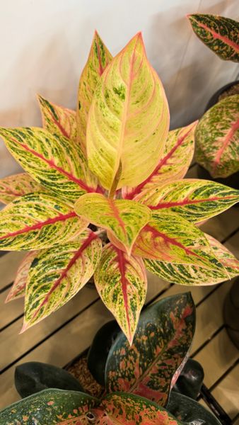 Аглаонемы на выставке FLOII в Джакарте, Индонезия. Октябрь 2025