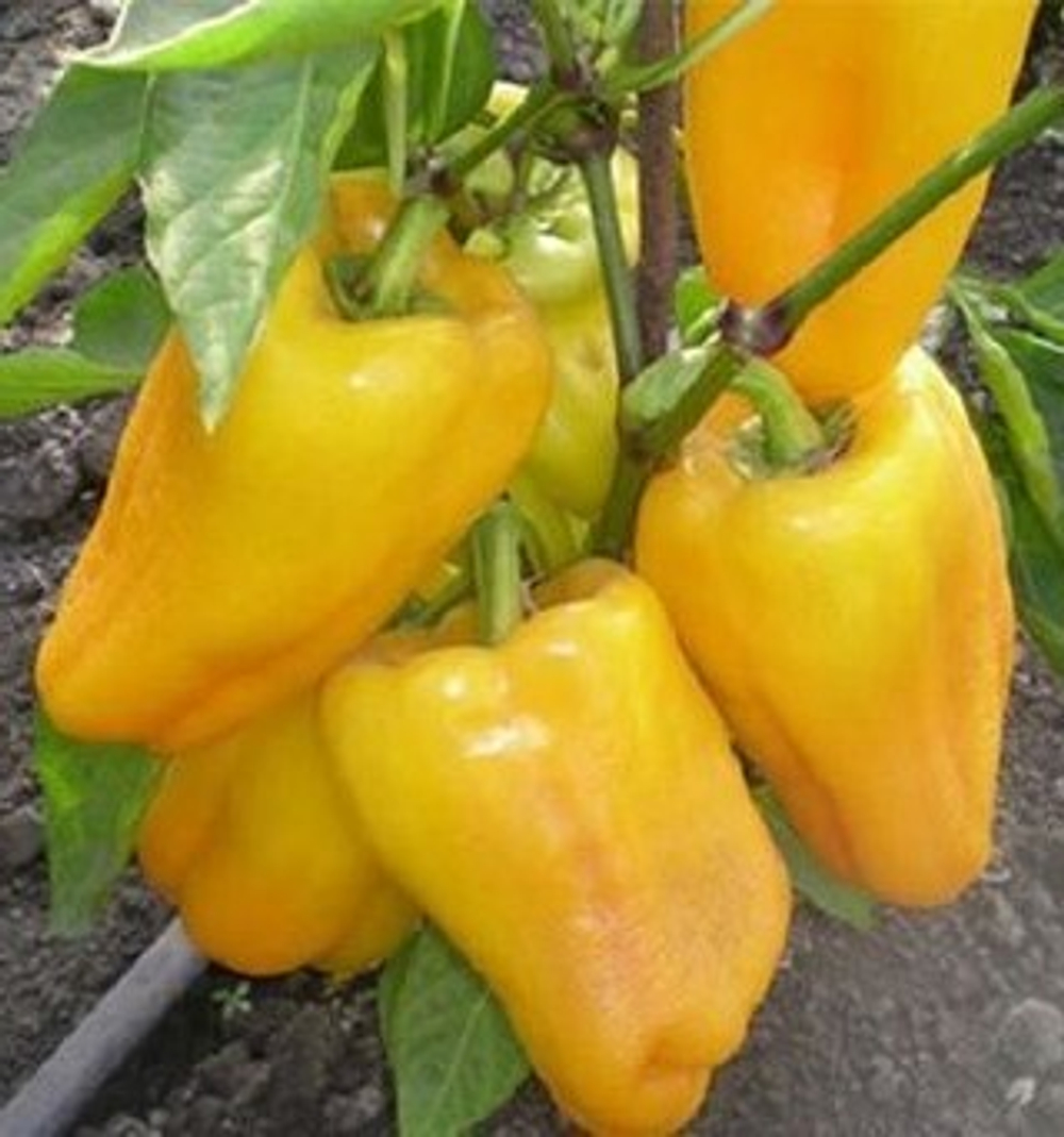 Желтый колокол сладкий перец