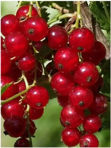 Смородина Ролан (красная)