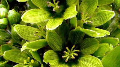 Чемерица лобеля (кукольник)