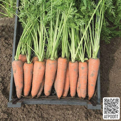 КАНАДА F1 семена моркови (Bejo | Alexagro)