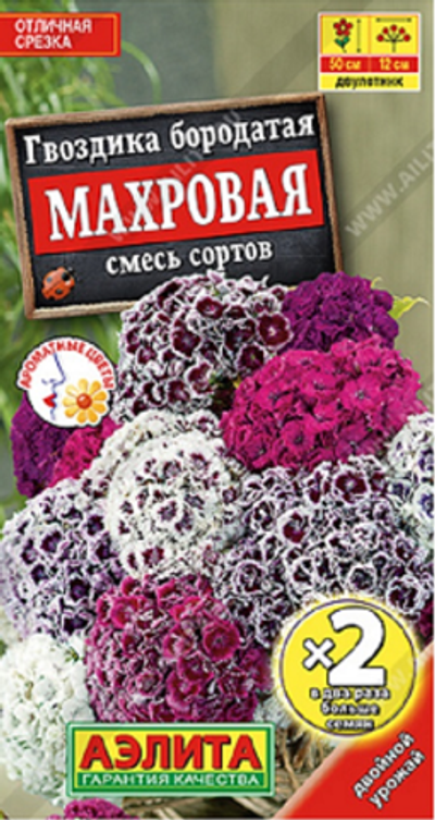 Гвоздика турецкая махровая, смесь сортов