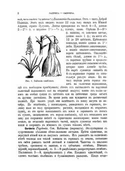 Содержание и воспитание растений в комнатах. Часть 2. Описание и культура растений, годных для комнат и домашних оранжерей | Р.Э. Регель