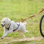Комплект пояс для бега с собакой, ездовая шлейка и потяг White Wolf серия Спорт