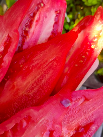 Дьявол Джерси сорт томата