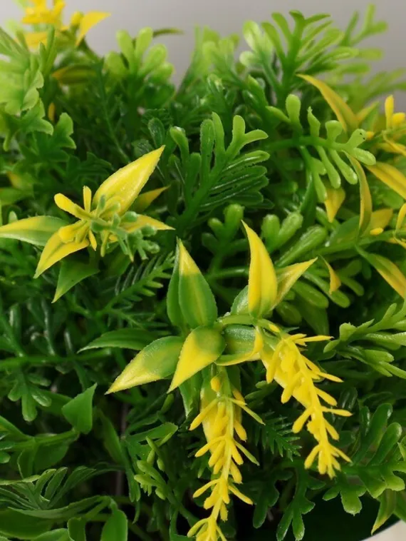 Бонсай в горшке &quot;Куфея пышная&quot; 10*20 см, микс