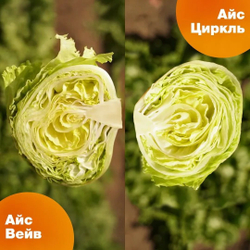 Салат Айс Циркль (1000шт) Витагрин Профи