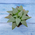 Haworthia Comptoniana Hybride hybrid (Хавортия)