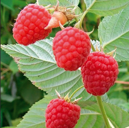 Малина летняя сорт Глен Долл