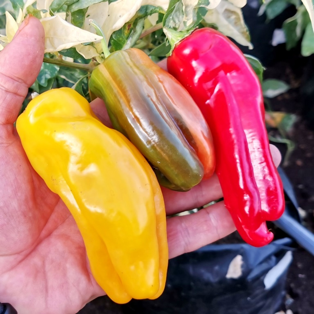 Рождественская Карамель - Разноцветный Полосатый Сладкий Перчик