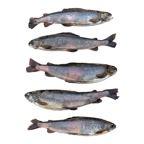 Хариус свежей заморозки