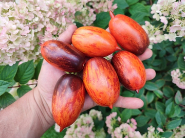 Гном Бой с тенью (Dwarf shadow boxing) сорт томата