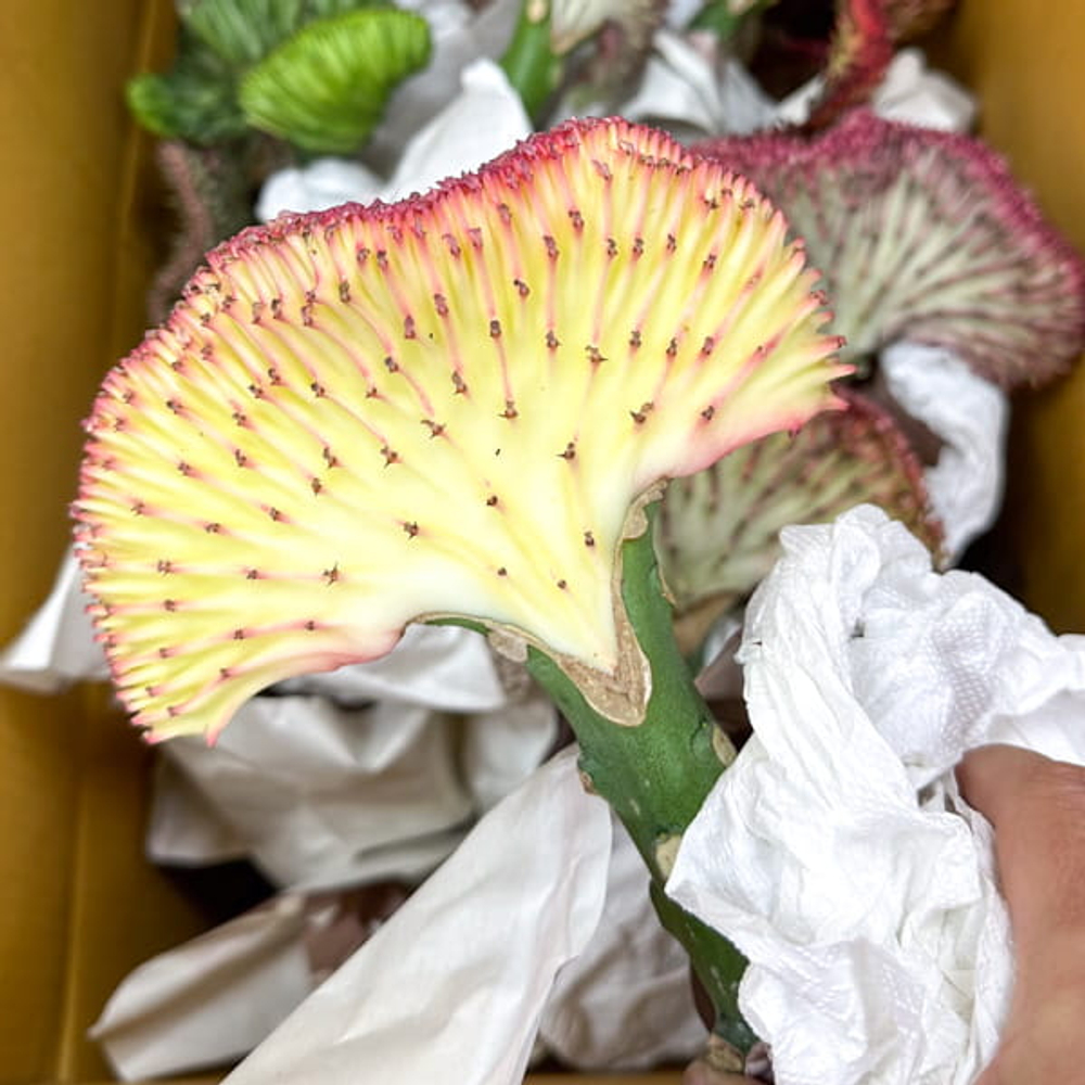 Эуфорбия лактеа кристата YELLOW