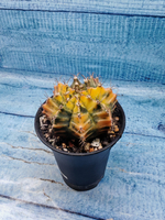 Gymnocalycium Variegata (Гимнокалициум Вариегатный)