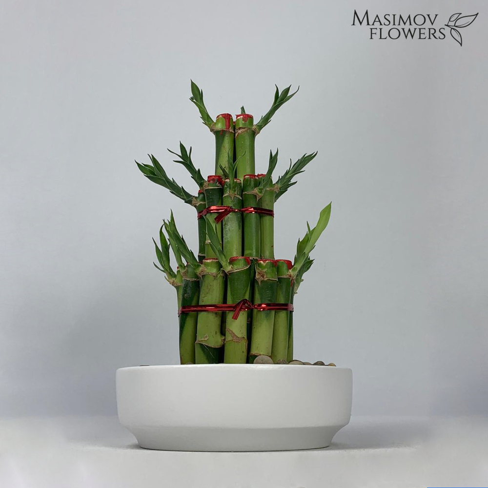 Композиция бамбук счастья "Барселона"