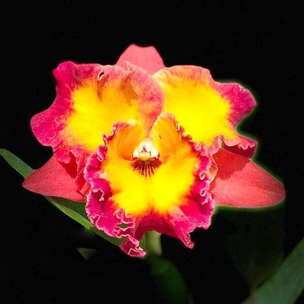 Орхидея ринхолелиокаттлея RLC. THAKSINA ROSE