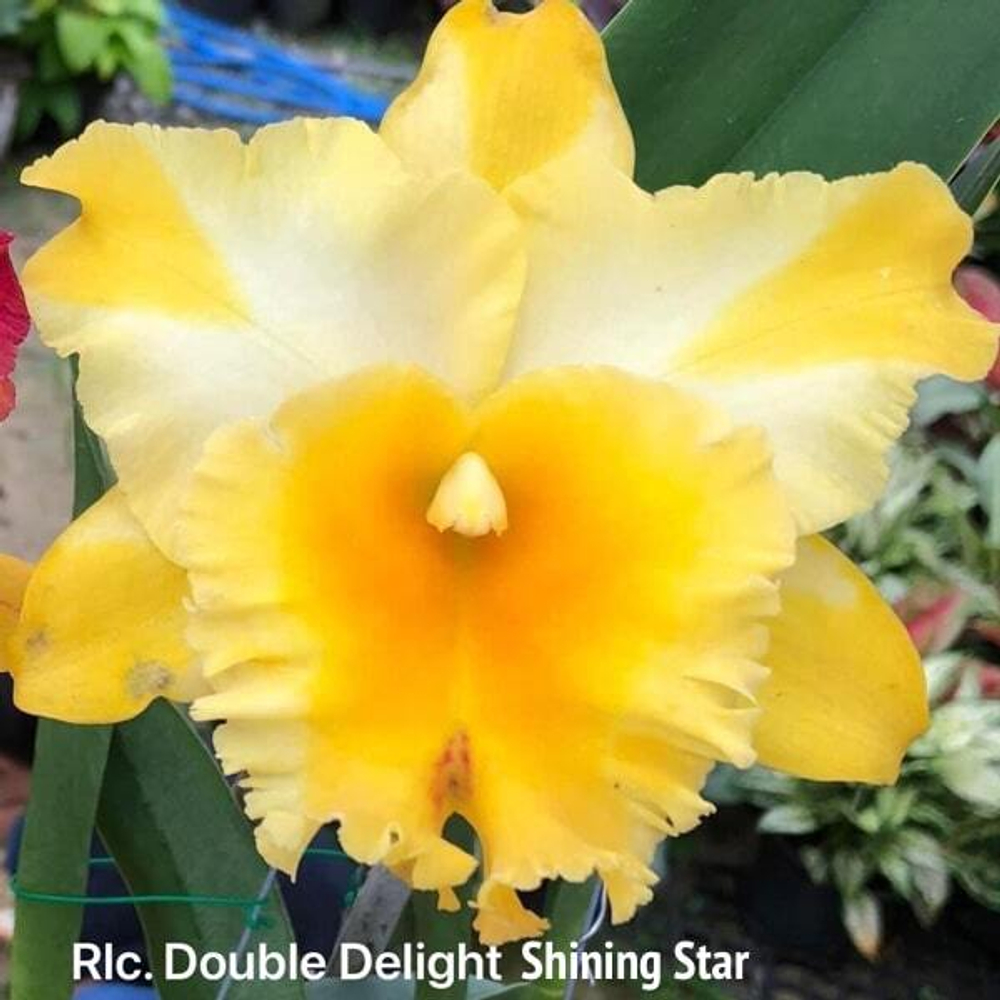 Орхидея ринхолелиокаттлея RLC. DOUBLE DELIGHT SHINING STAR